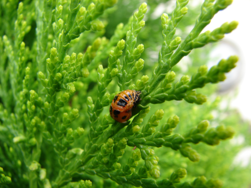 The thumbnail of the photograph of an insect standing in the juvenile leaves of a pine.